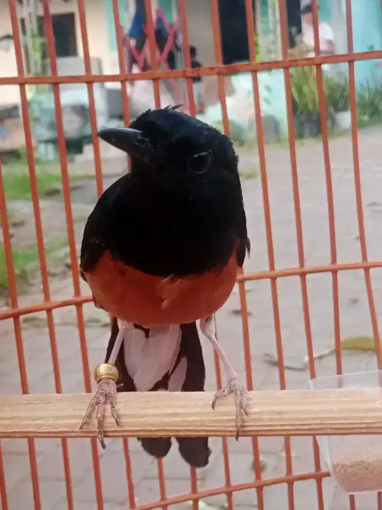 Burung murai pastol dan kandang y