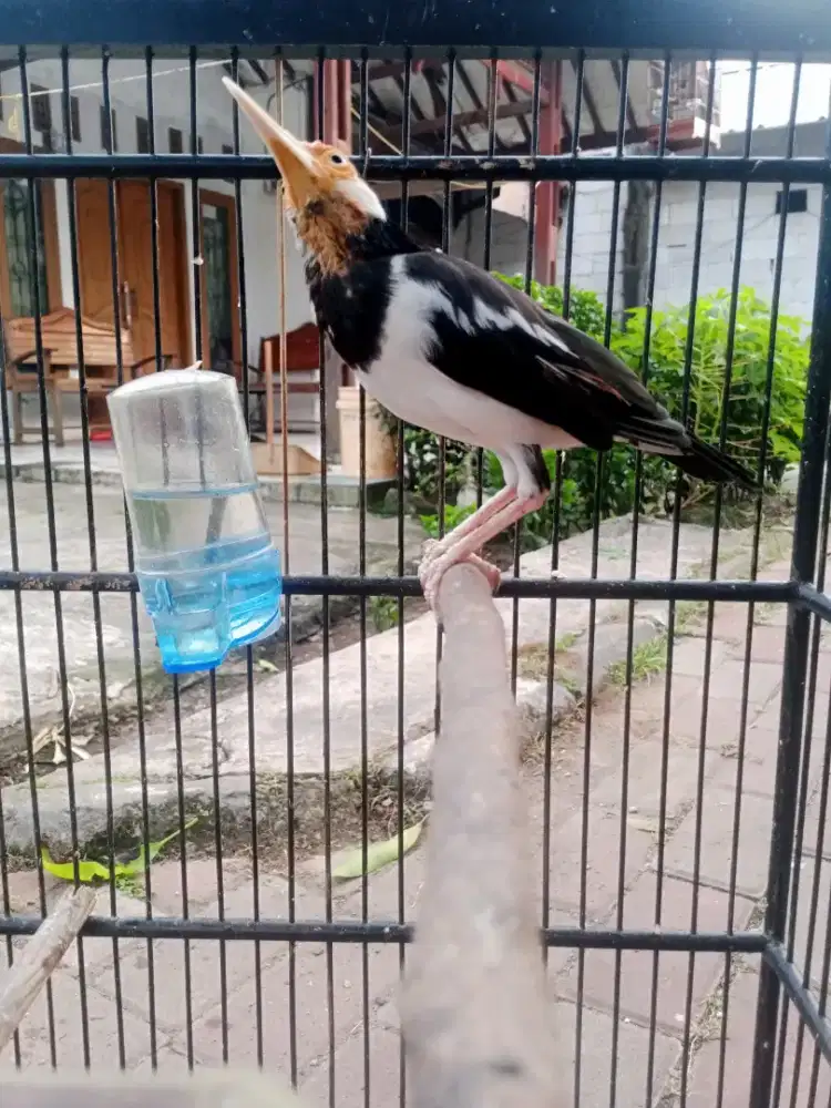 Burung jalak suren berisik