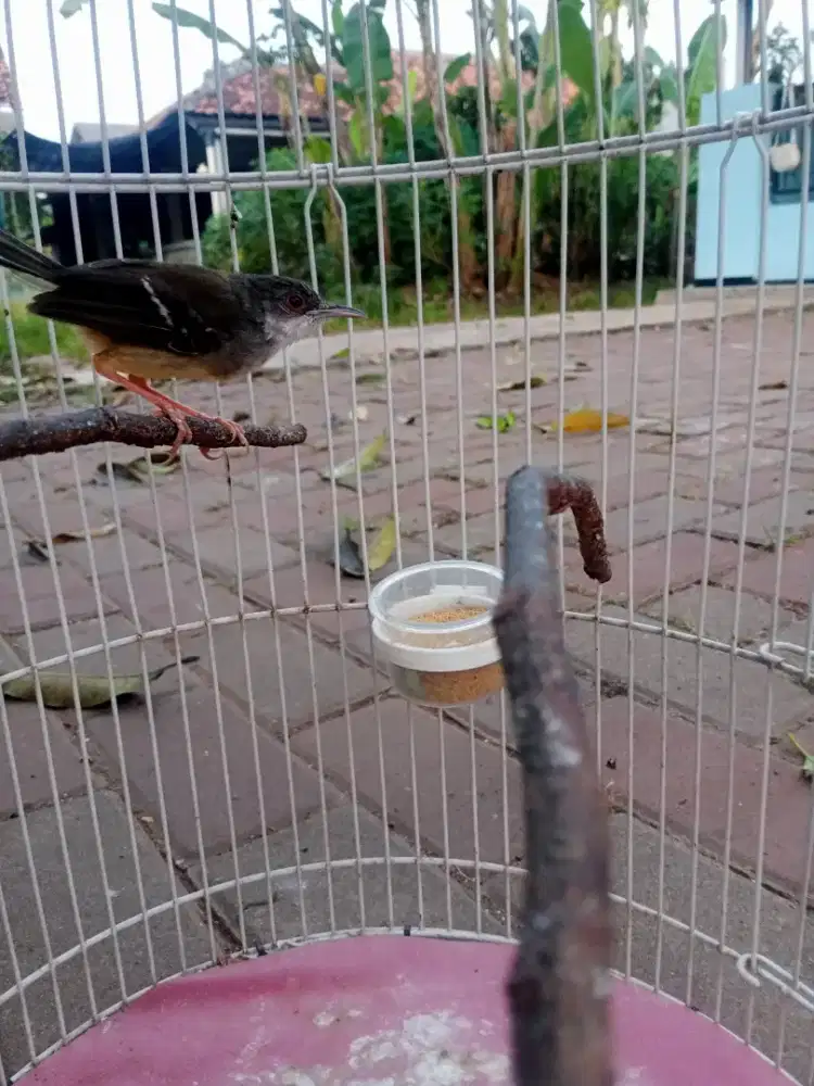 Burung ciblek semi fullset