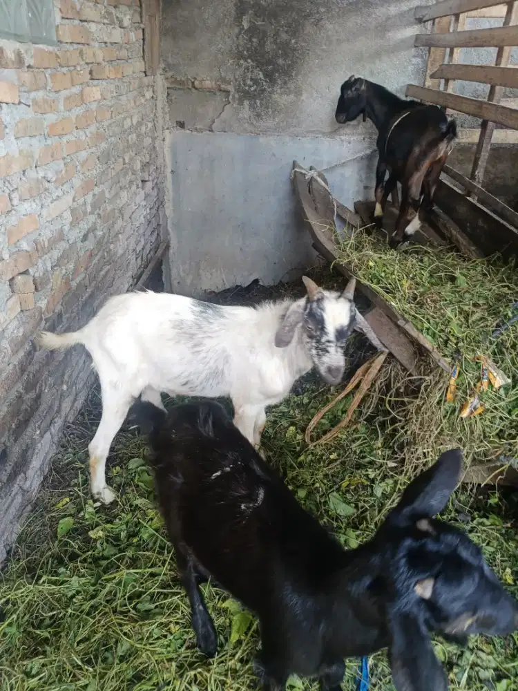 Kambing Qurban Dan Kambing Aqiqah
