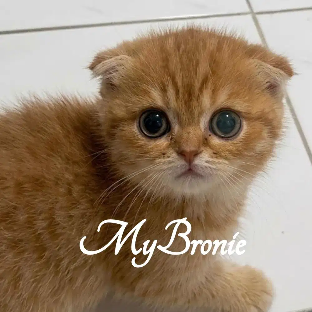 Kucing scottish fold gold betina
