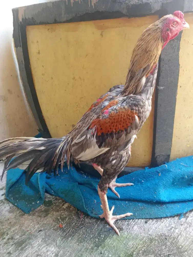 Ayam Bangkok klawu ukuran. 5+