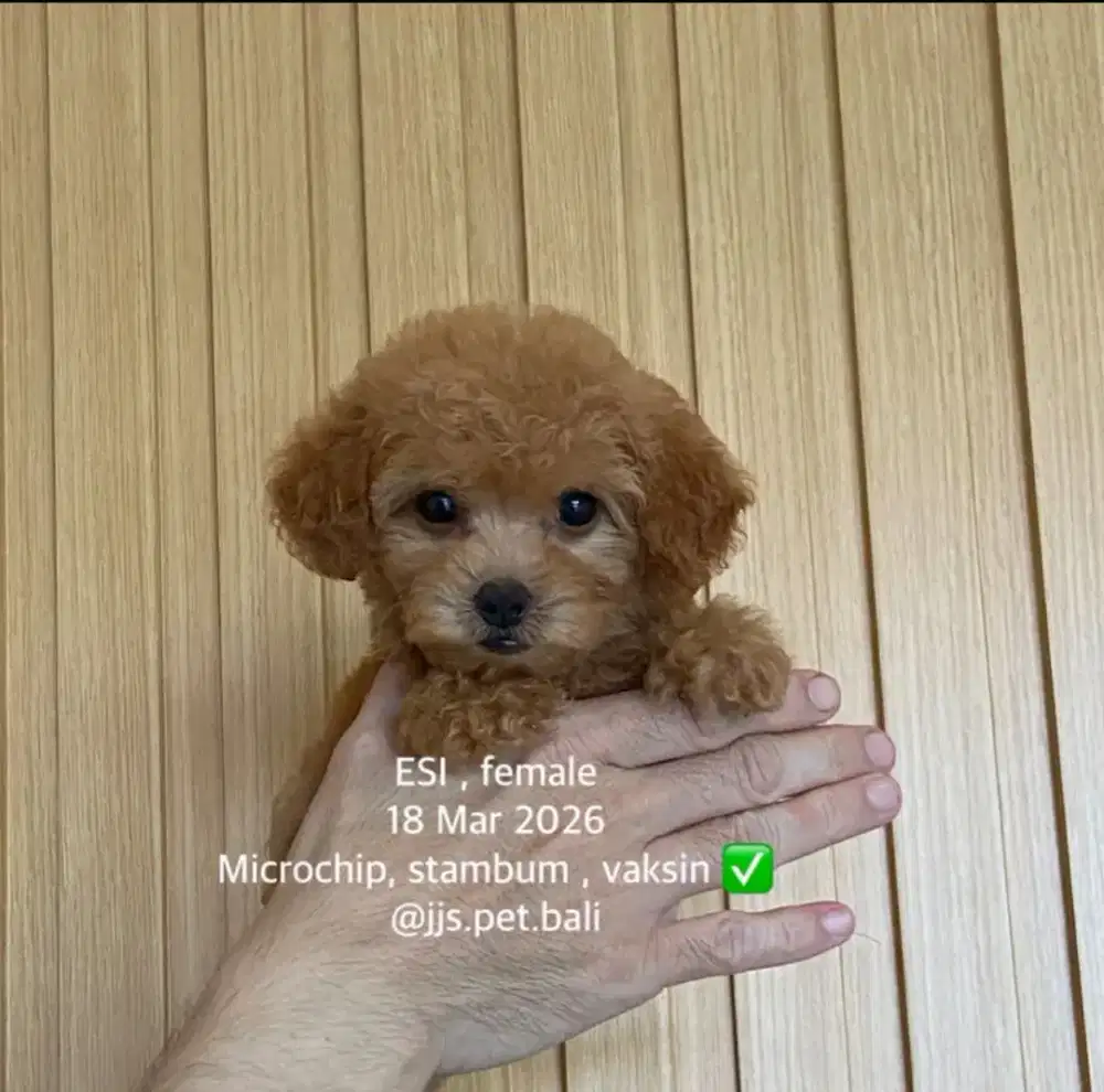 Toy poodle jantan betina lucu bear face