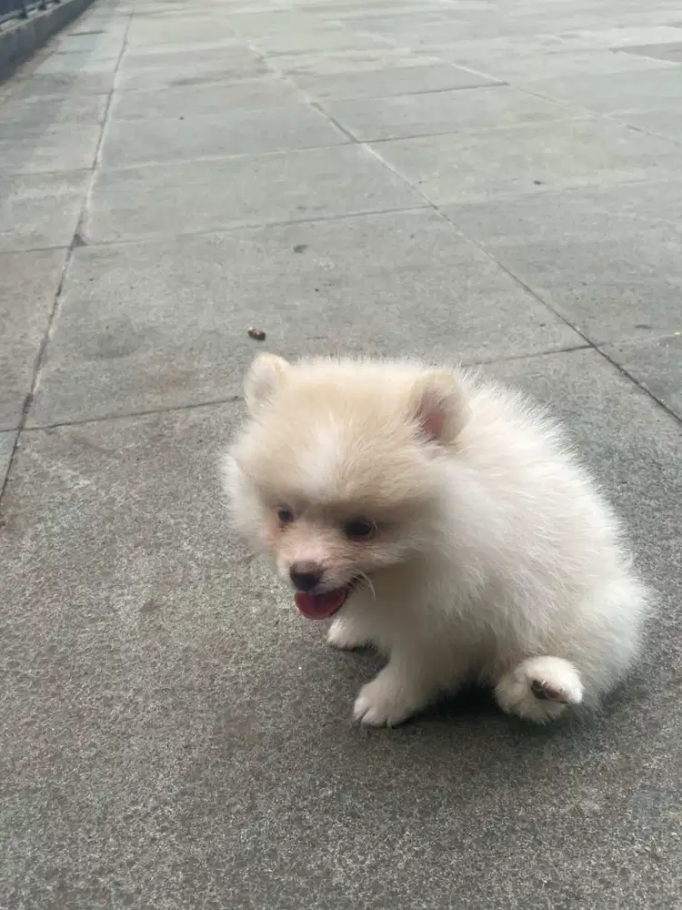 Jual Anjing Pomeranian