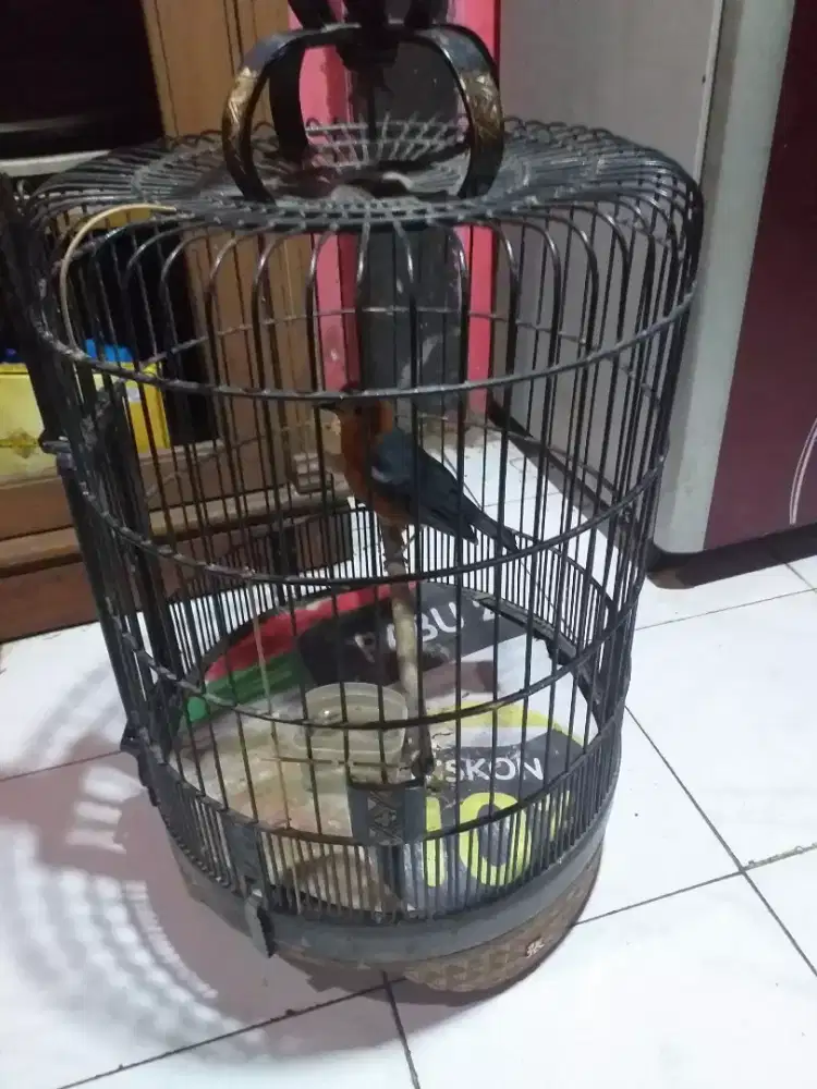 Anis merah mulus gemling