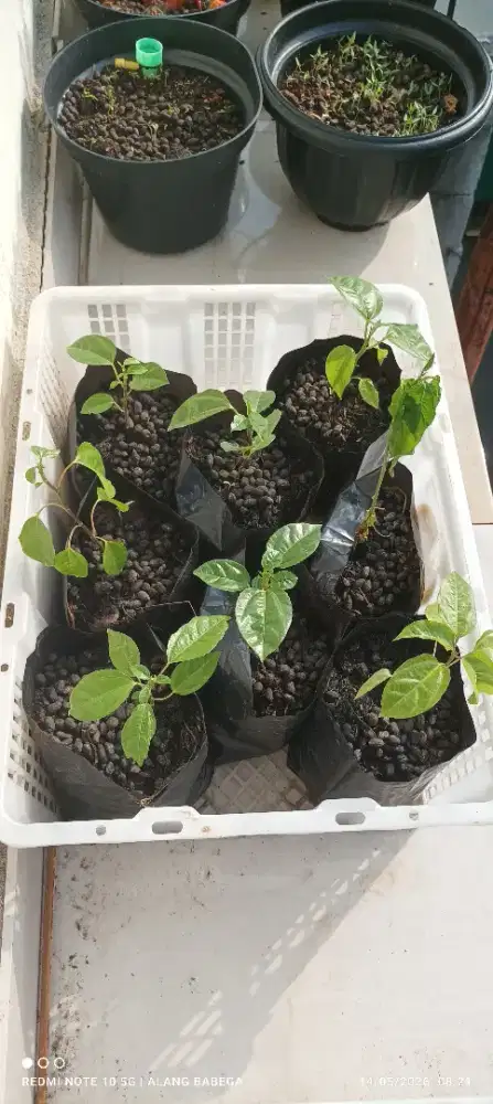 BIBIT CABE SIAP PINDAH TAMAN  POT / KEBUN