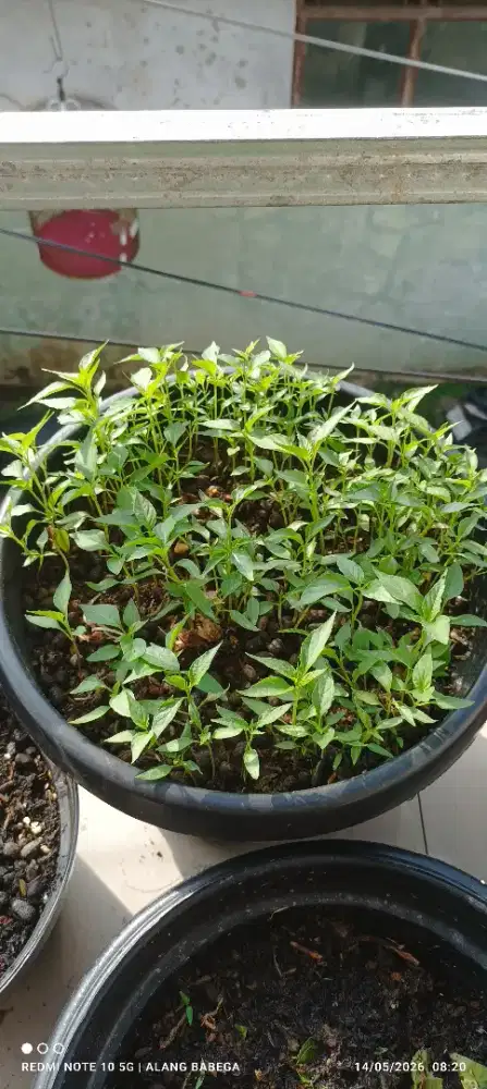BIBIT CABE SIAP PINDAH TAMAN  POT / KEBUN