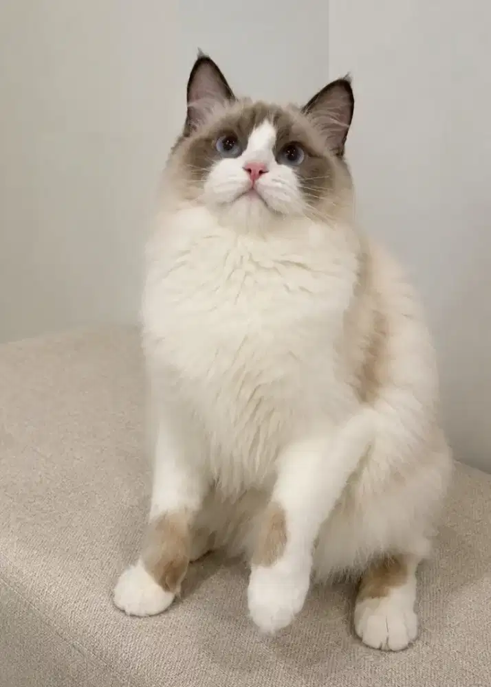 Ragdoll betina lepas nonped
