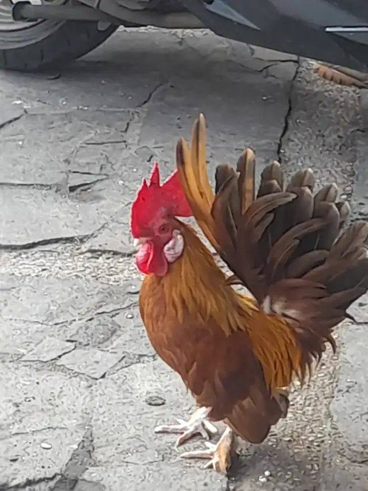 Ayam hias Kate jantan dan betina sepasang