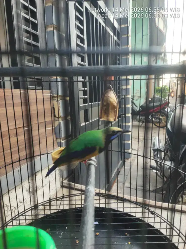 Burung cungkok mulus gcor.