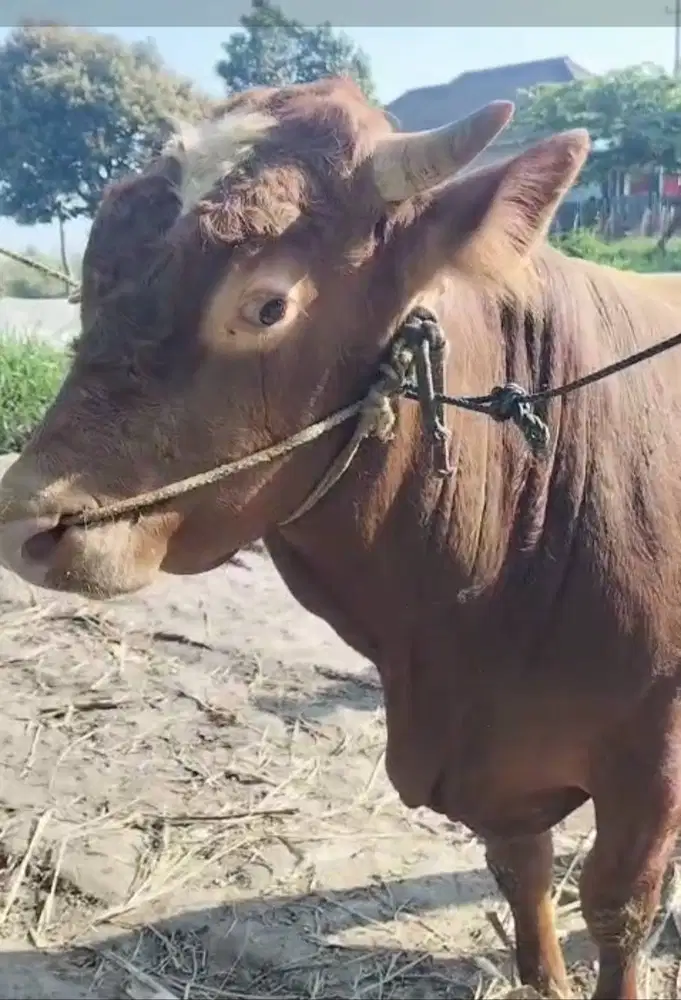 DIJUAL SAPI KURBAN