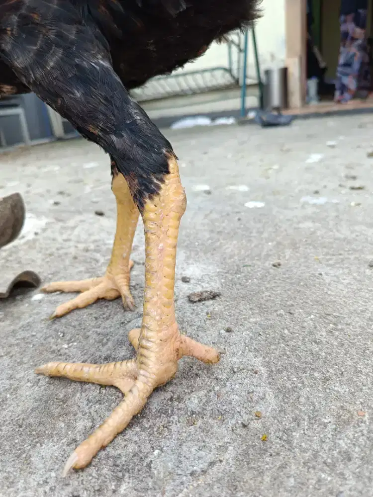 Ayam katuranggan sisik Assassin (pukulan mematikan)