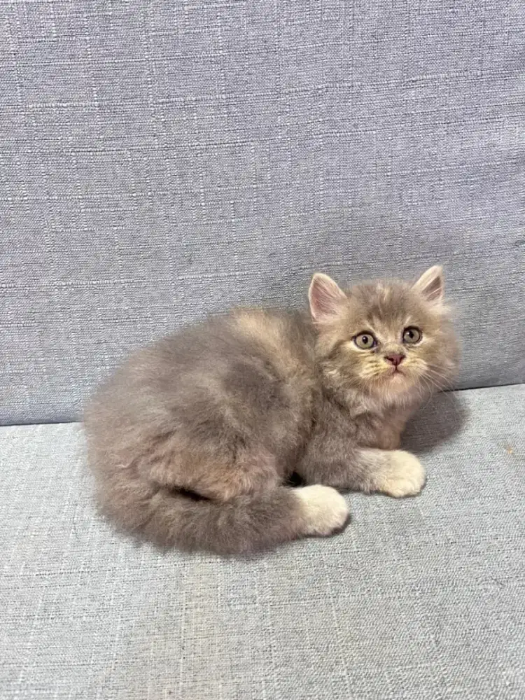 kucing kitten anakan anggora himalaya mainecoon munchkin ragdoll BSH