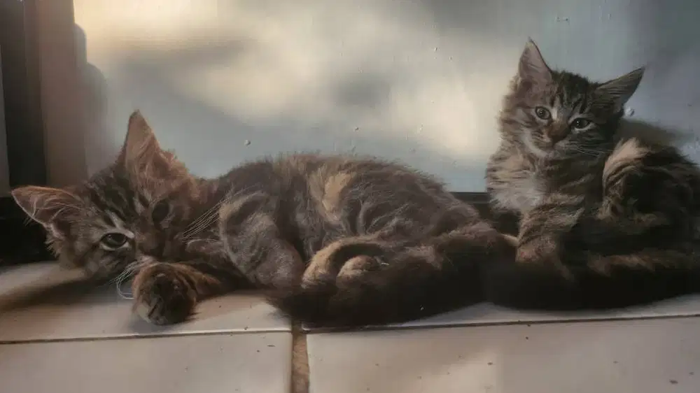 Open adop kitten Persia medium umur 1 bln