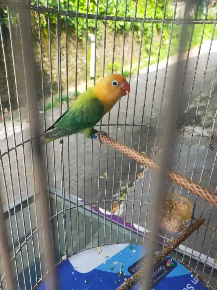 Lovebird biola pb euwing paud