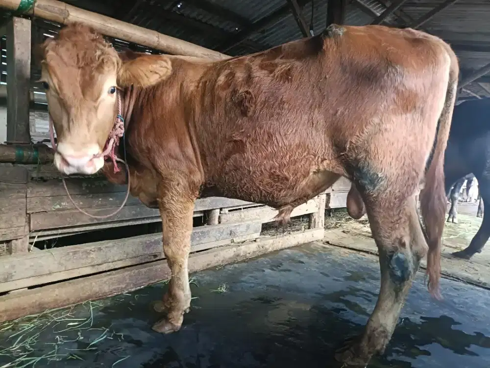 Jual Sapi kurban Limosin berkualitas Sertifikat sehat