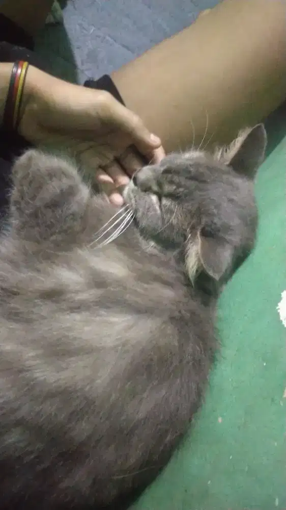 open adopsi kucing mainnecon,