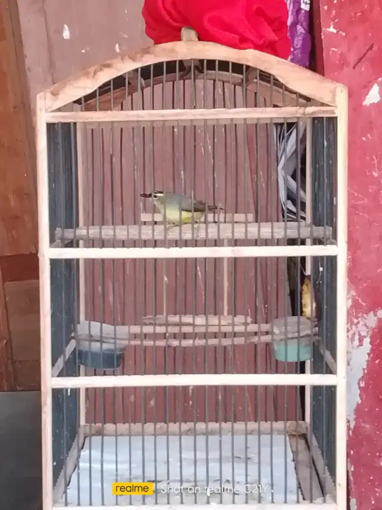 Opior jambul rajin bunyi