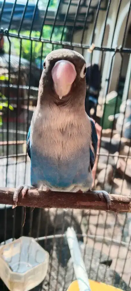 Di jual burung LB jantan + kandang