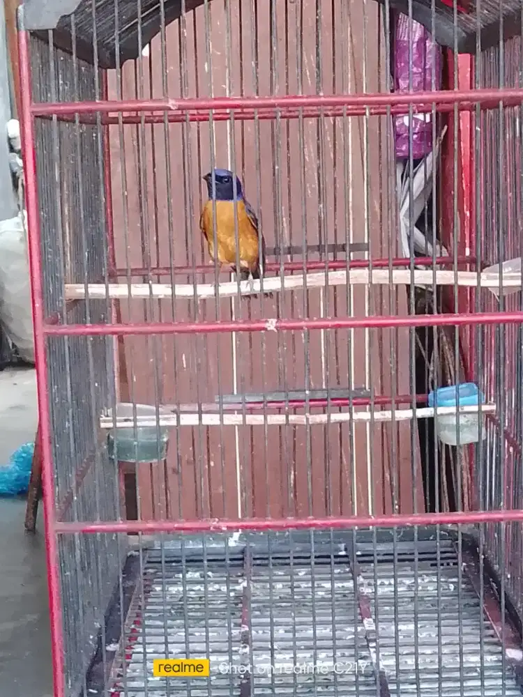Nilvata rajin bunyi