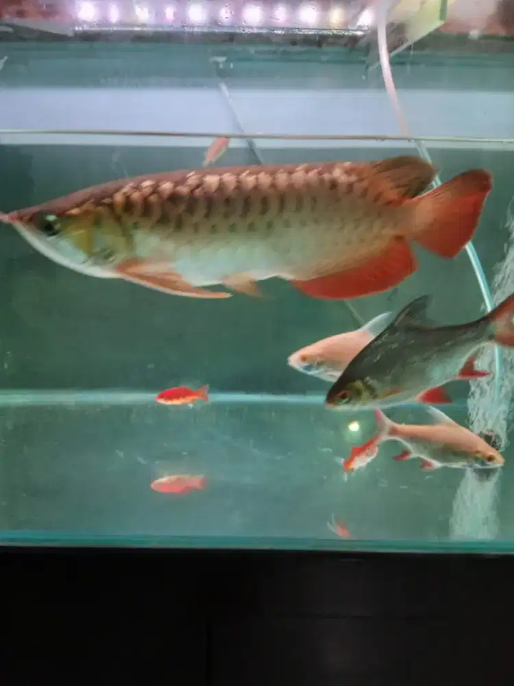 Arwana golden red HB