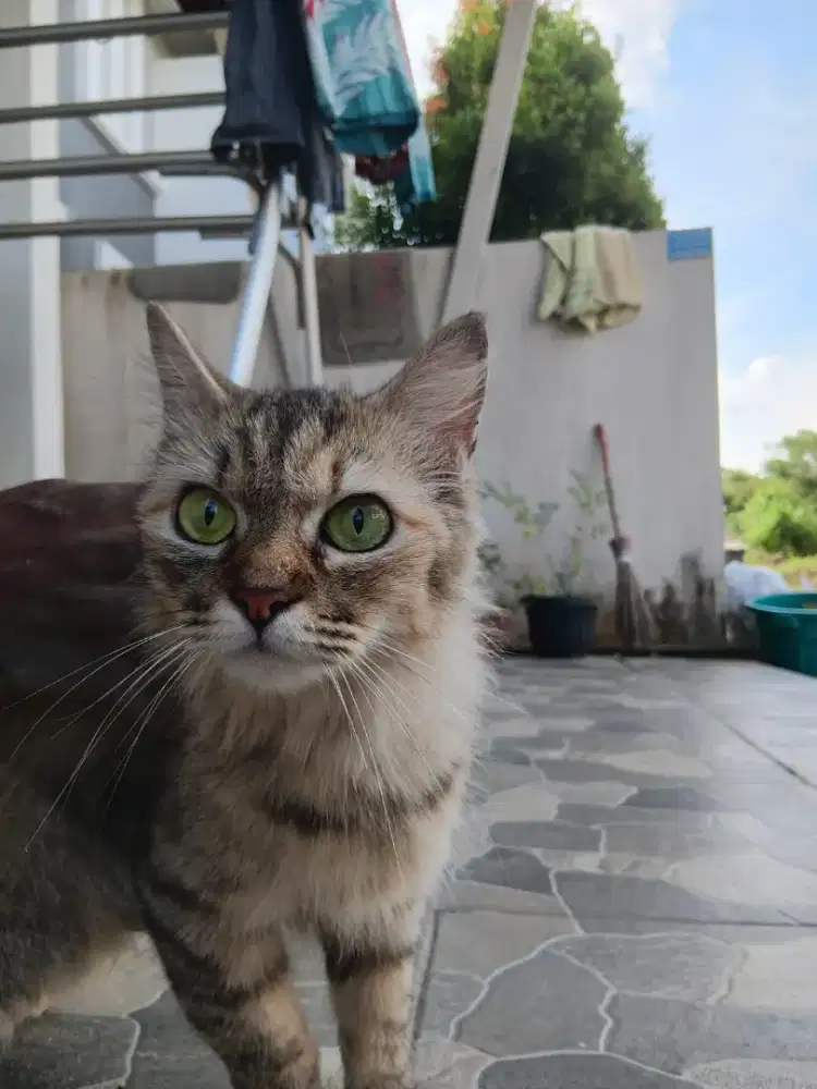 Persia Mix Anggora