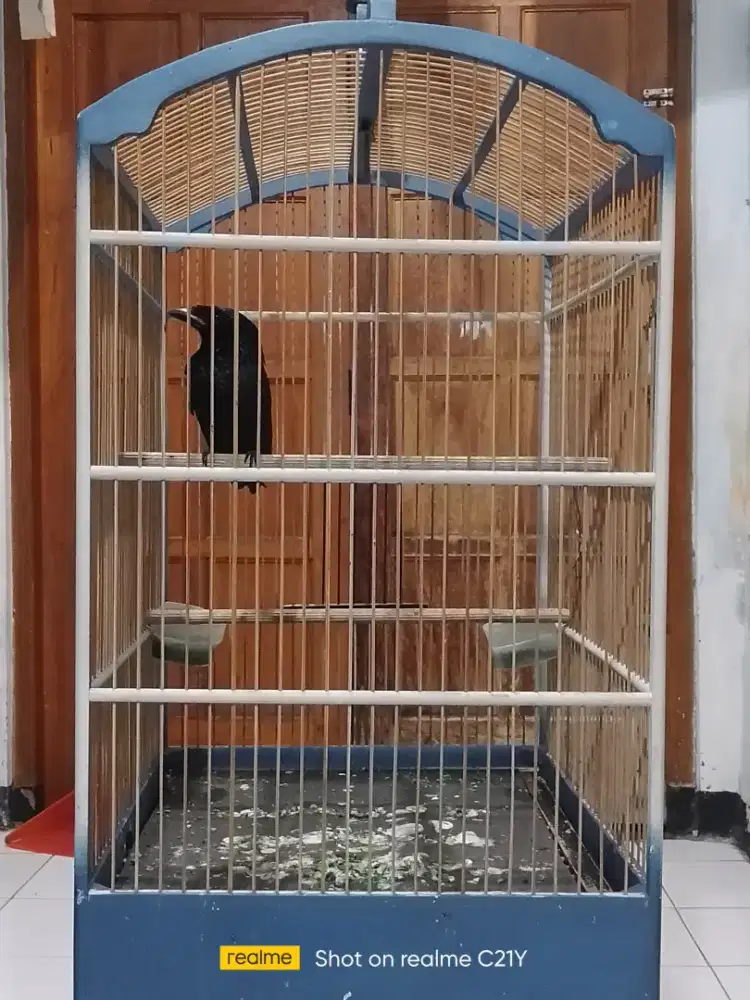 Krantil gacor vareasi
