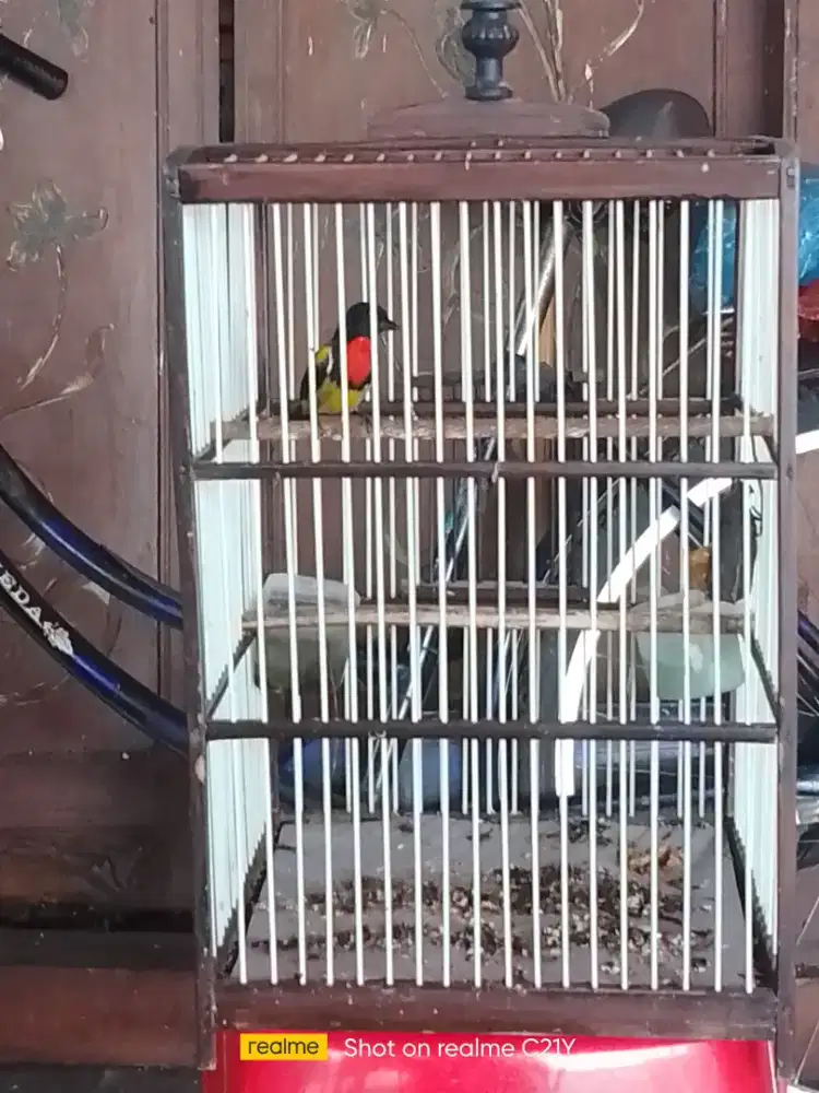 Pentis pengi rajin bunyu