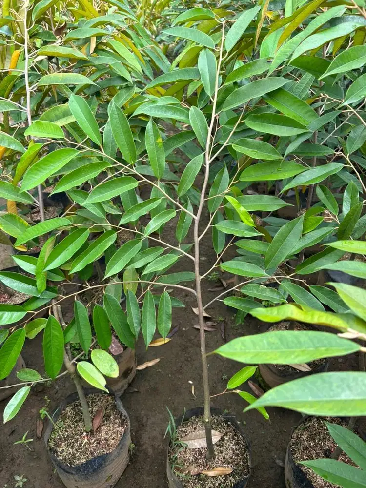 Bibit Durian Musangking,bawor,durihitam,super tembaga,cumasi,masmuar