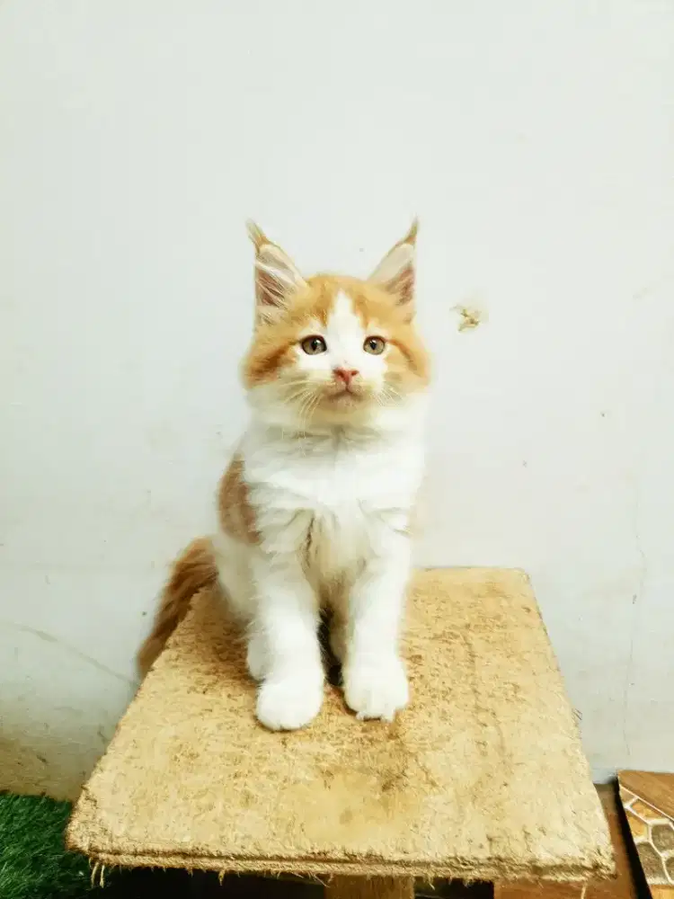 Kitten MaineCoon Betina Pure No mix. Garansi
