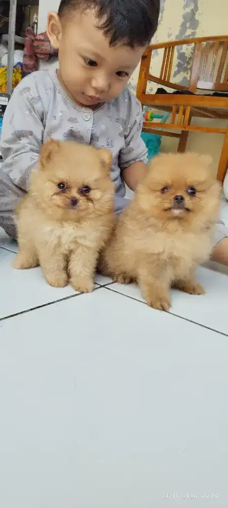 Minipom jantan bogor