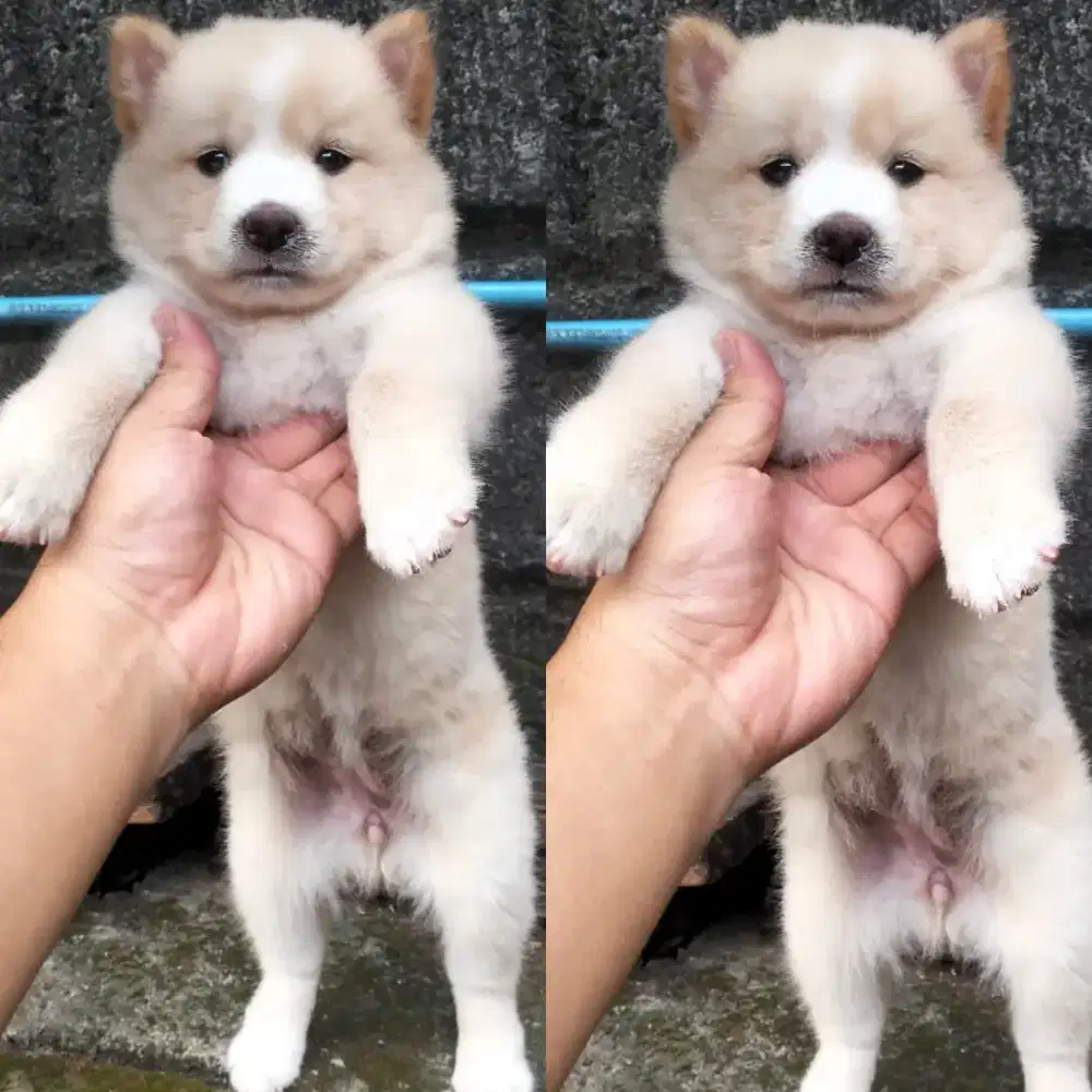 Golden x kintamani