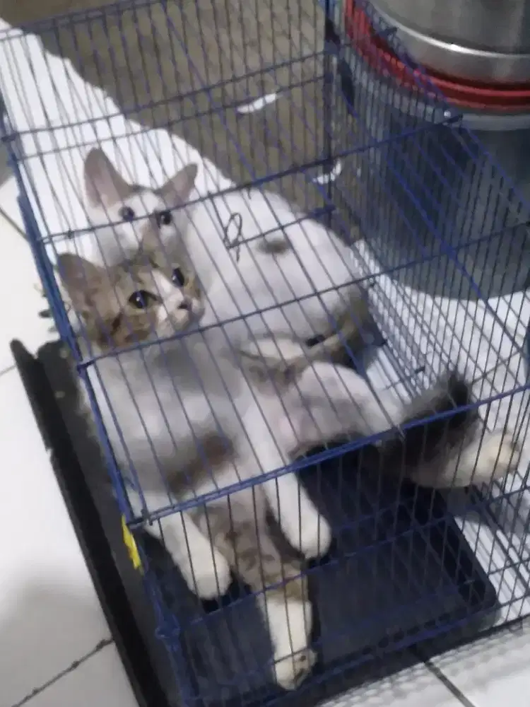 Kucing persia dan anakan