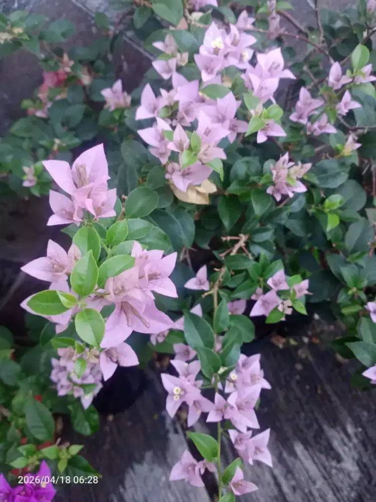 Pindahan: Bunga Bugenvil Bougenville iD import , Aglonema, anturium