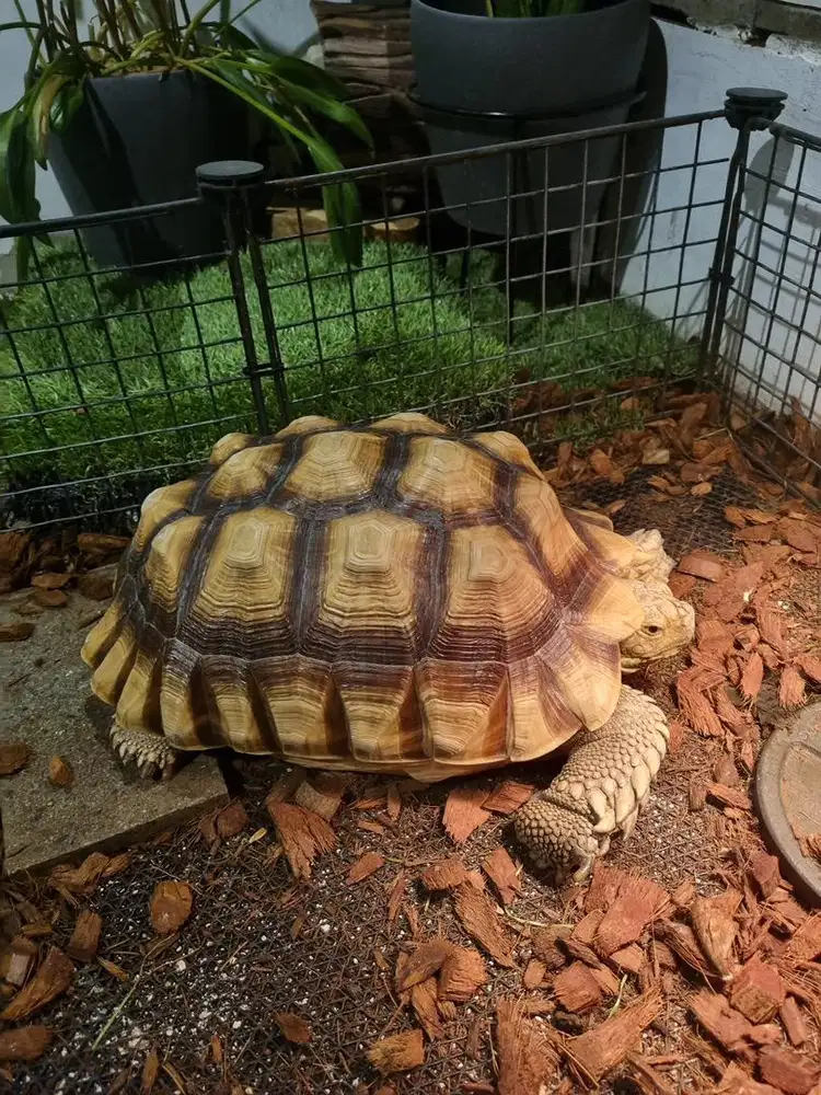 Sulcata sehat rakus