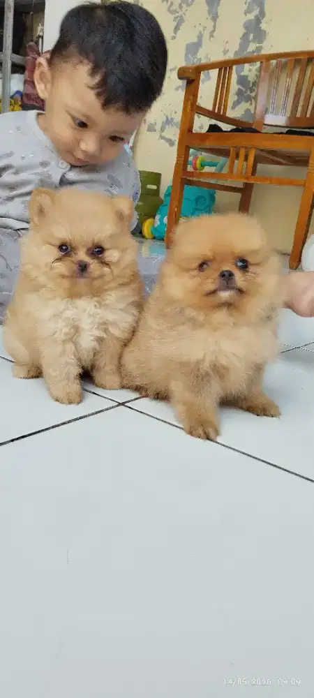 Minipom berkualitas bogor