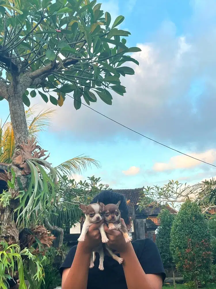 Chihuahua very small size ( Stmboom chip )