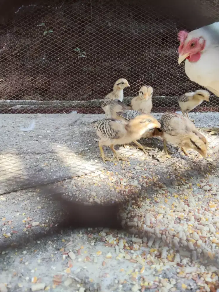Anak ayam ketawa usia 2 bulan