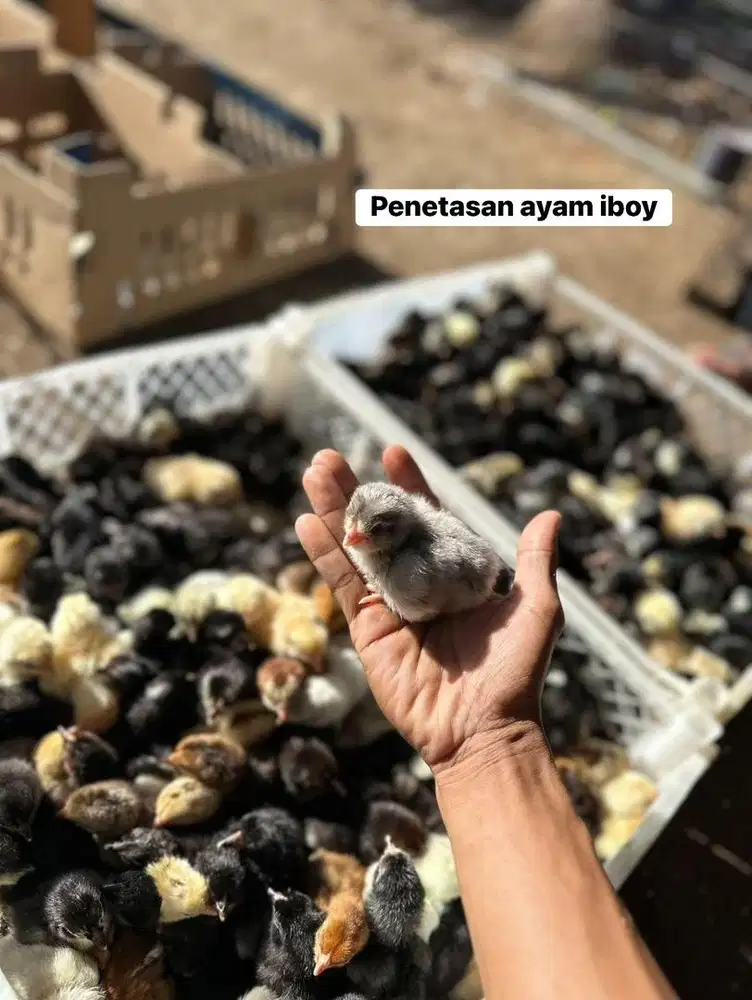 Bibit ayam kampung