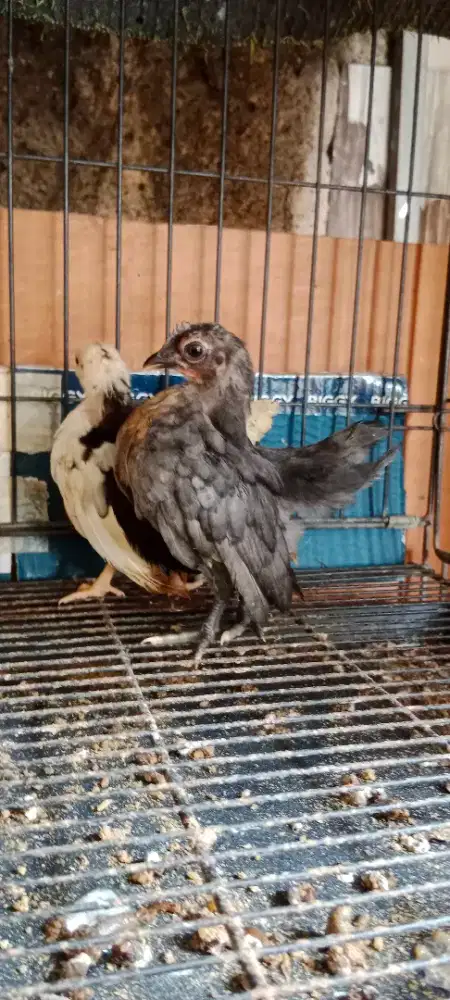 Anakan Ayam Srama