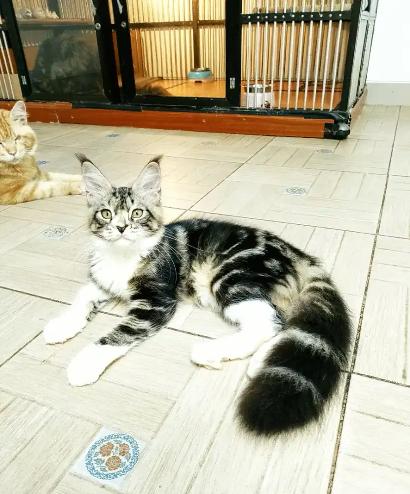 Kitten MaineCoon Betina Pure. Show quality