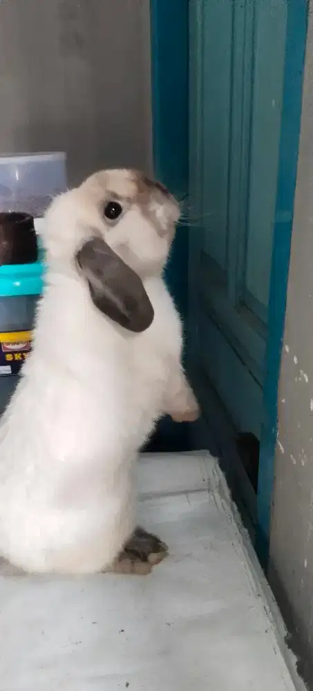 Kelinci holland lop