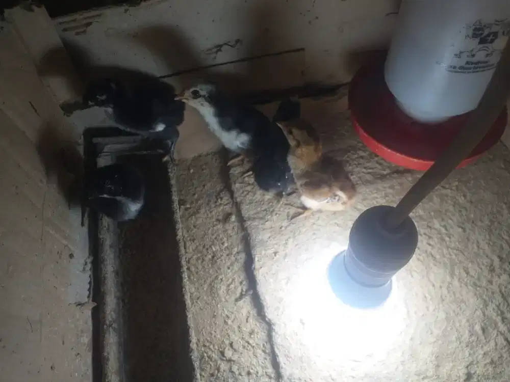 Anak ayam Bangkok murah