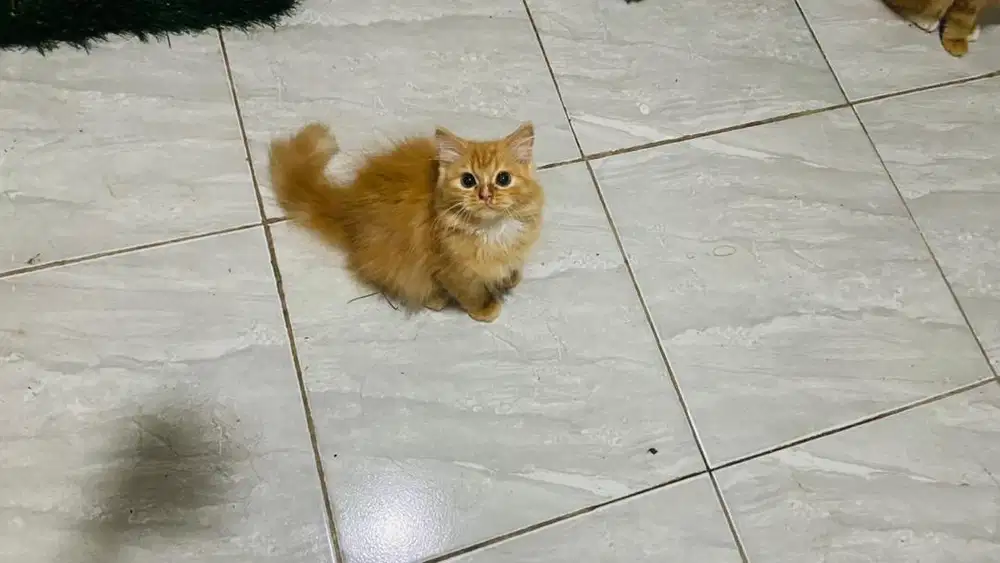 Kucing persia mix maincoon