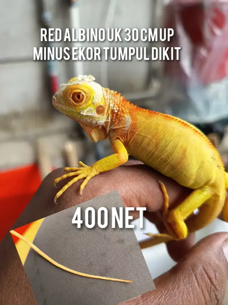 Iguana red albino