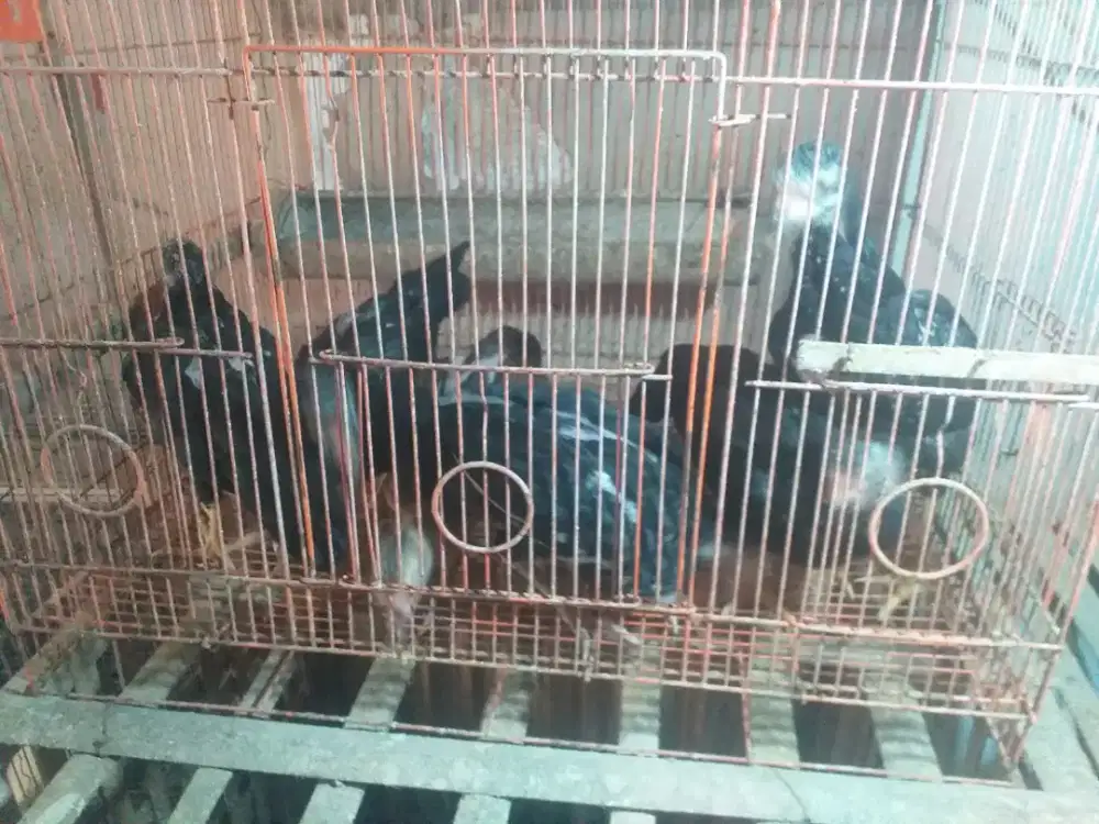 Anakan ayam Bangkok murah