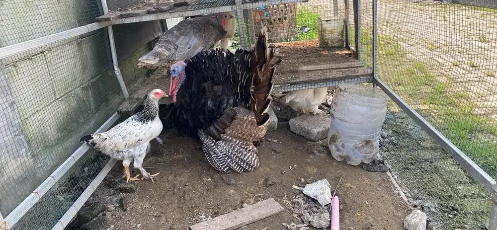Ayam kalkun dan brahma