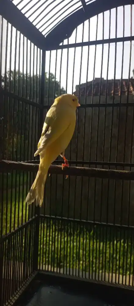 Burung kenari F1 Ys pejantan