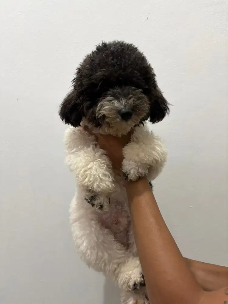 Toy poodle jantan