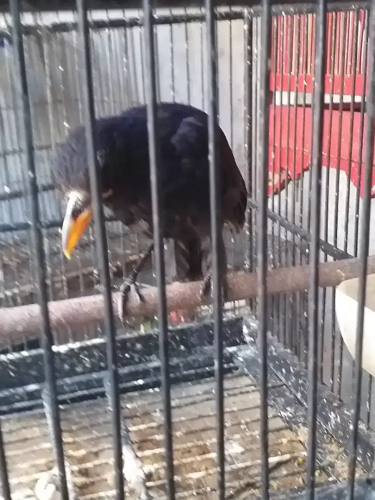 Ciung besar mulus jinak